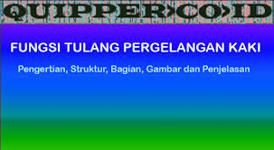 Check spelling or type a new query. Fungsi Tulang Pergelangan Kaki Struktur Gambar Dan Penjelasan
