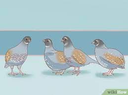 3 Ways To Care For A Wounded Quail Wikihow