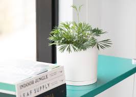 Image result for Actiniopteris radiata