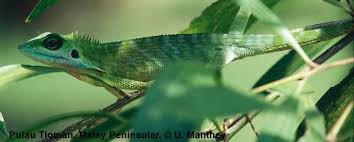 Image result for Blotiella crenata