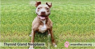 Up to 1 in 4 people treated for thyroid cancer are later diagnosed with cancer in another part of the body, such as the lungs or bones, but cancer can often. Thyroid Gland Neoplasia The National Canine Cancer Foundation
