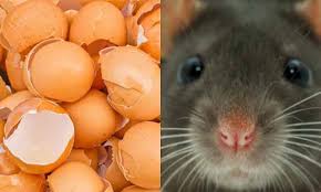 Petua untuk halau tikus dari rumah. Manfaat Kulit Telur Ayam Mengusir Tikus Lipas Semut Myinformasi