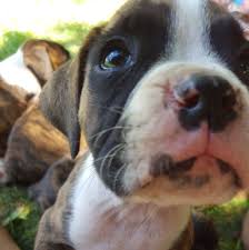 Colorado pit bull dog rescue group directory. Ct Pit Bull Project Home Facebook