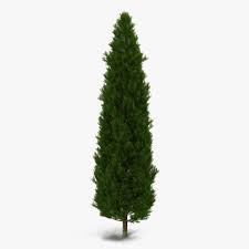 Cypress Tree 3d Model Ad Cypress Tree Model