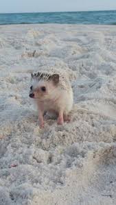 Pin By Jara Argelaguet On Hedgehog 2 Cute Animals Pets Animals And Pets