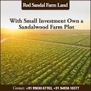 Red Sandal Farm Land