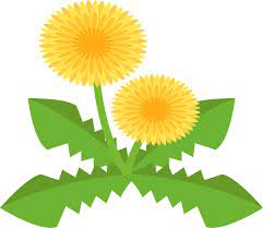 Dandelion benefits the health benefits of dandelion for different ailments. Dandelion Flower Clipart Free Download Transparent Png Creazilla