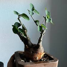 Image result for Adenia spinosa