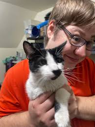 Black and white American Shorthair found in Hutto