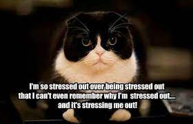 I M So Stressed Funny Animal Pictures Funny Cat Memes Cute Animals