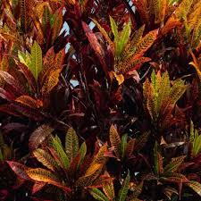 We did not find results for: Croton Plant Care Readbeach Com