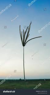 Image result for Eustachys paspaloides