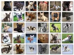 Brindle french bulldog has a base coat of fawn hairs through which black hairs extend in bands to produce a coat that can range from a tiger brindle in which fawn hairs. French Bulldog Colors With Pictures Pets Kb