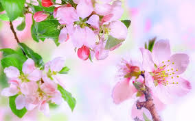 Caricato alle 29 aprile 2019. Scarica Sfondi Fiori Di Mela Primavera Maggio Fiori Rosa Apple Albero Ramo Con Fiori Fiore Di Melo Per Desktop Libero Immagini Sfondo Del Desktop Libero