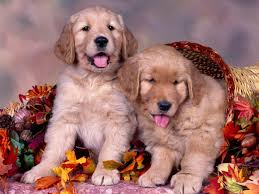 Trop Mignons Des Couples De Chiots Fonds D Ecran Gratuits By Unesourisetmoi Chiot Golden Retriever Chiots Les Plus Mignons