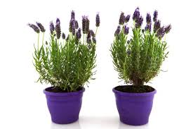 We did not find results for: Lavender Trees Hgtv