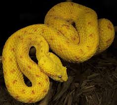 Image result for Bothriocline mbalensis