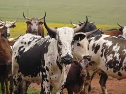 Nguni Cattle Piketberg South Africa Nguni Cattle Nguni Cows Nguni