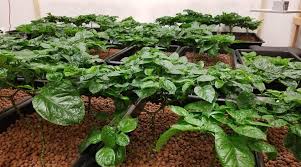 I was thinking of planting again and now i have doubts. The Carolina Reaper Pepper The Ultimate Guide Sonoran Spice