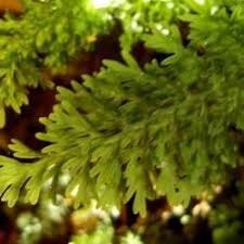 Image result for Vandenboschia gigantea