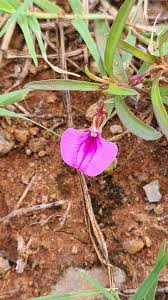 Image result for Afrohybanthus enneaspermus