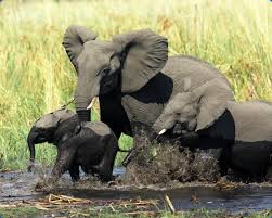 J Aimerais Que Mon Ami E Soit Plus Star Wars Et Photo D Elephants Soluce 94 Supersoluce