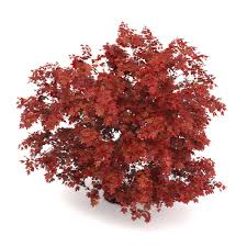 3d Japanese Maple Acer Palmatum Cgtrader Maple leaf autumn, autumn maple leaf png. japanese maple acer palmatum 3d model