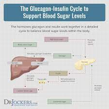 Your pancreas also produces larger amounts of. Hypoglycemia Causes And Natural Solutions Drjockers Com