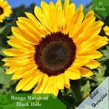 Bunga matahari sangat cantik, kembang di waktu pagi, daunnya hijau bunganya kuning, memikat janji bunga matahari 2019 version original song: Jual Bibit Bunga Matahari Bandung Info Lif Co Id