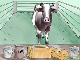 Cattle are relatively easy to take care of, and sanitary housing, good quality pasture, nutritious food, and plenty of sunshine will greatly reduce health problems. How To Keep A Milking Cow 8 Steps With Pictures Wikihow