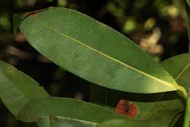 Image result for Craterispermum