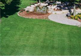 Why does dog urine turn grass green? 8 Reasons Your Grass Isn T As Green As Your Neighbor S