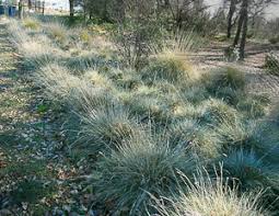 Image result for Festuca simensis