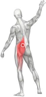 Numbness or weakness in your lower back, buttock, leg or feet. Massage For Upper Gluteal Pain Gluteus Maximus