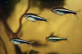 How Many Ember Tetras Per Gallon | Ember Tetra School Size | Fish Care, Fish  Tank, Gallon