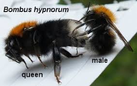 Image result for Bombus hypnorum