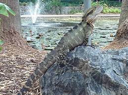 Australian Water Dragon Care Sheet | Reptile Centre