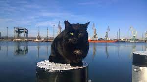Cute Black Cat Chilling At The Harbor Outdoorcat Straycat Blackcat Blackkitty Black Cat Superstition Animal Facts Fun Facts About Animals