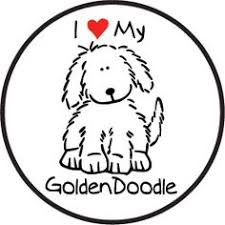 يعلن معهد الغد في جنيف لأدارة الأعمال والتقنية للدراسة باللغة. 13 Mini Goldendoodle Ideas Goldendoodle Mini Goldendoodle Doggy