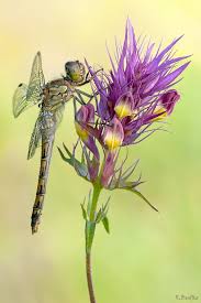 Blackbird Singing In The Dead Of Night Boss Baby Dragonfly Crocothemis Erythraea By Ralph Budke Dragonfly Damselfly Beautiful Bugs