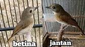 Sementara itu, beo jantan cenderung lebih kerap menunduk atau. Mengenal Lebih Dekat Burung Flamboyan Perbedaan Jantan Dan Betina Flamboyan Youtube