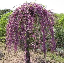 This charismatic little tree has it all! Cercis Canadensis Ruby Falls Image Photo Taken On October 14 2010 In Crownsville Md Redbud Tree Eastern Redbud Tree Cercis Canadensis