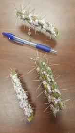 Smarty plants answered a question about controlling cochineal insects on cholla cactus (similar to your prickly pears). Cochineal Scale On Cholla And Prickly Pear