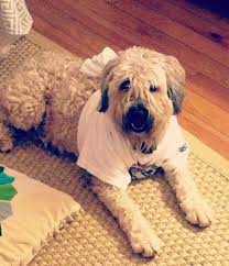 Diy Thunder Shirt Dogs And Storms Thunder Shirt For Dogs Thunder Shirt Thunder Jacket For Dogs