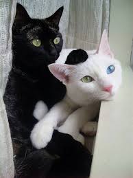 Black And White Cat With Blue Eyes Beautiful Turkish Van Cat And Black Cat Cute Animals Cat Love Crazy Cats