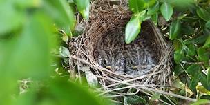 BREEDING BIRD WALK