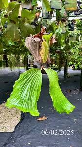 Image result for Platycerium elephantotis