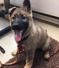 Visit our sable german shepherd puppies for sale page to learn more about german shepherd colors and to reserve your sable puppy! Super Silver Sable Litter Fernbrook German Shepherds Llc