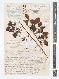 Image result for Embelia schimperi