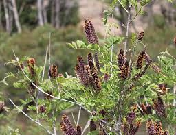 Image result for Indigofera vicioides